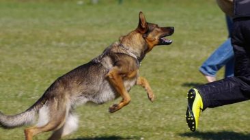 Cara Keren Menyelamatkan Diri dari Kejaran Anjing