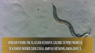 Cacing Sering Muncul Di Kamar Mandi