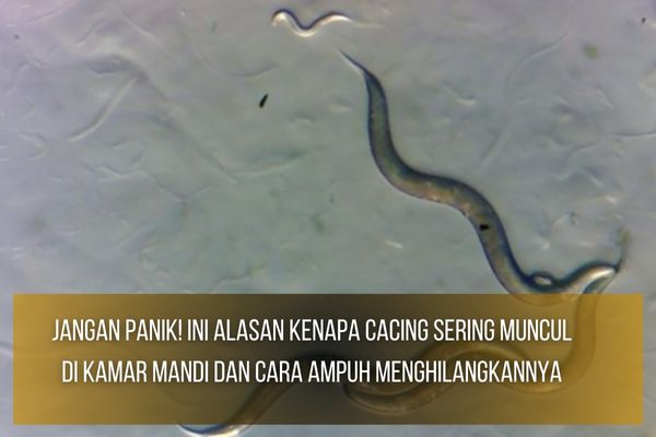 Cacing Sering Muncul Di Kamar Mandi