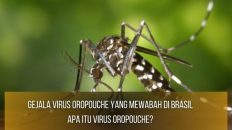 Virus Oropouche