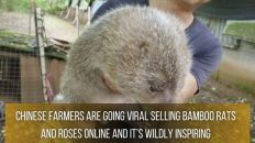 Bamboo Rats